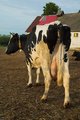 mmmmmmmmmm..... milk.