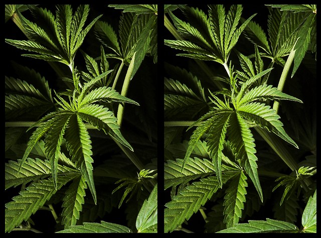 3D Nature