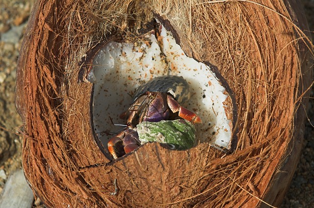 Chillin' in a Coconut