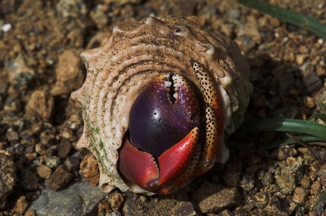 Hermit Crab Hiding