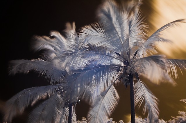 Infrared Palms