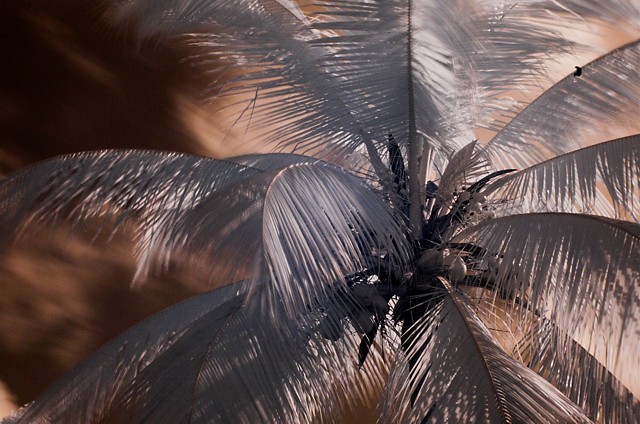 Infrared Palm