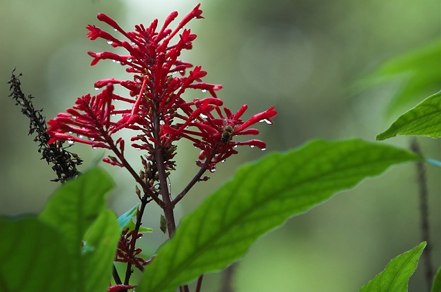 Rainforest Colors