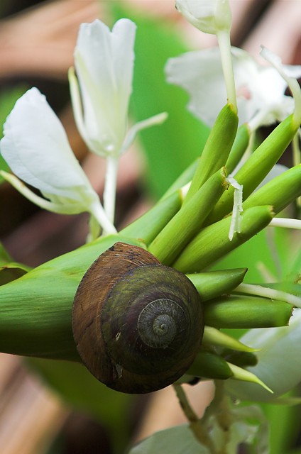 Snail in the Rainforest