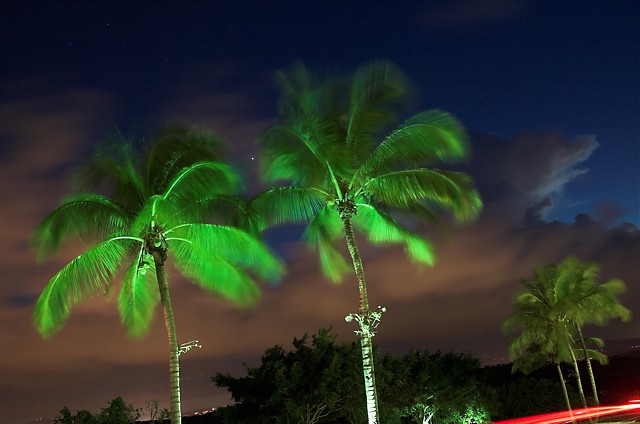 Racing through palms