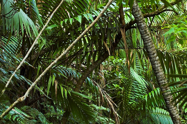 In the Depths of El Yunke Rainforest