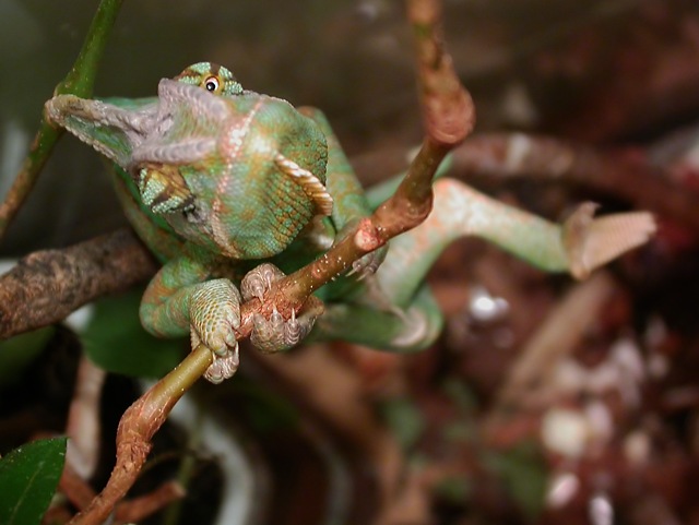 One Eyed Acrobat