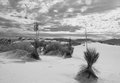 White Sands Beauty