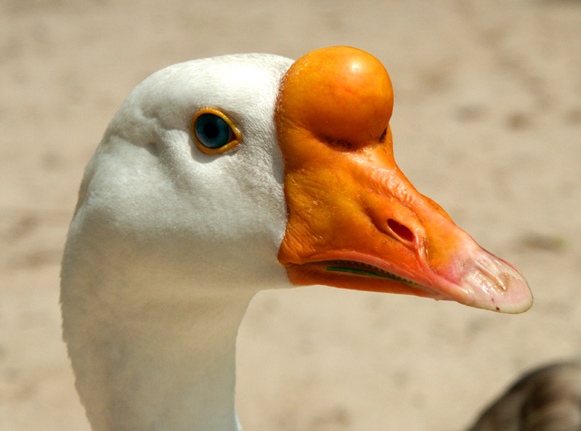 Goose