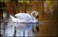 swan1small.jpg