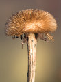 Coltsfoot.jpg