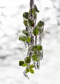 frozen