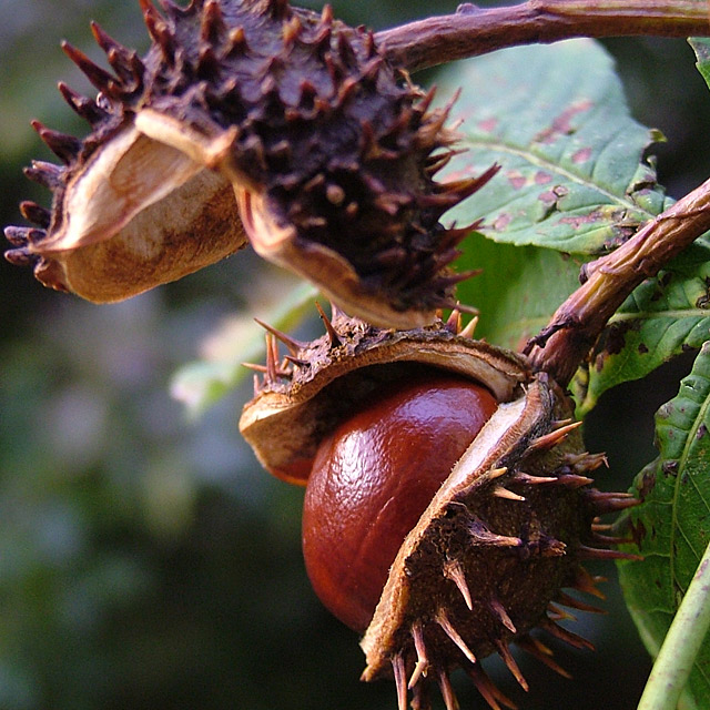 Autumn4.jpg