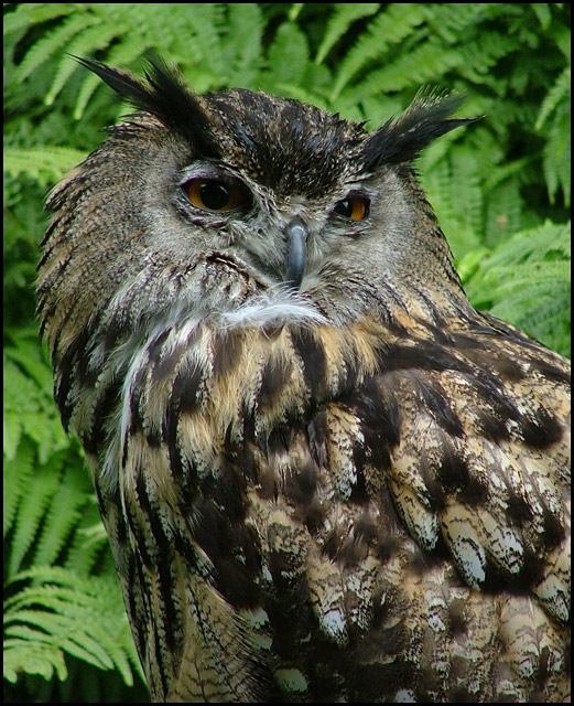 Hoot.jpg