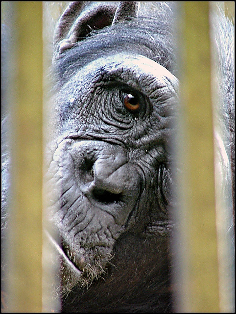 Captive.jpg