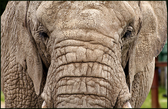 elephant.jpg