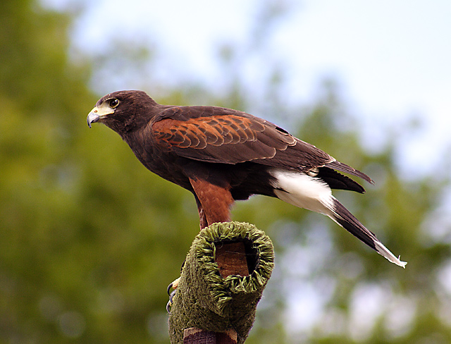Harris-Hawk_small.jpg