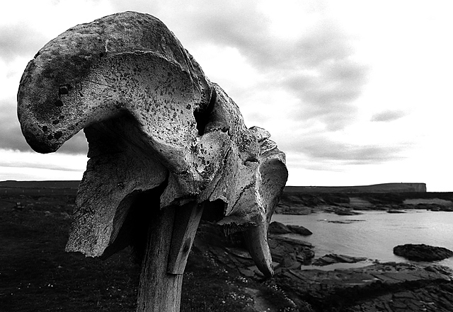 Birsay-Skull-small.jpg