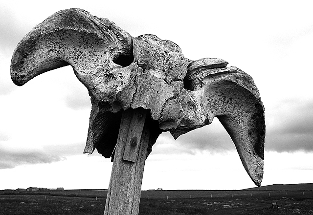 Birsay-Skull2-small.jpg