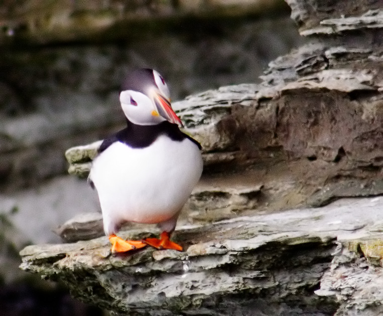 Puffin_small_filtered.jpg