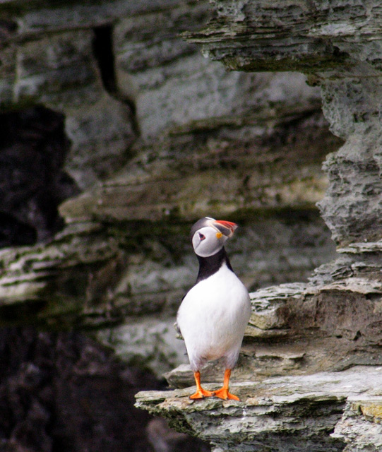 Puffin2_small.jpg