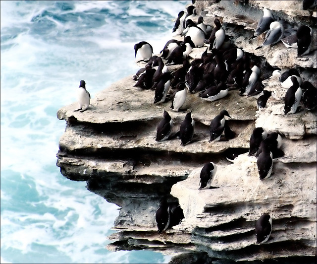 seabirds.jpg
