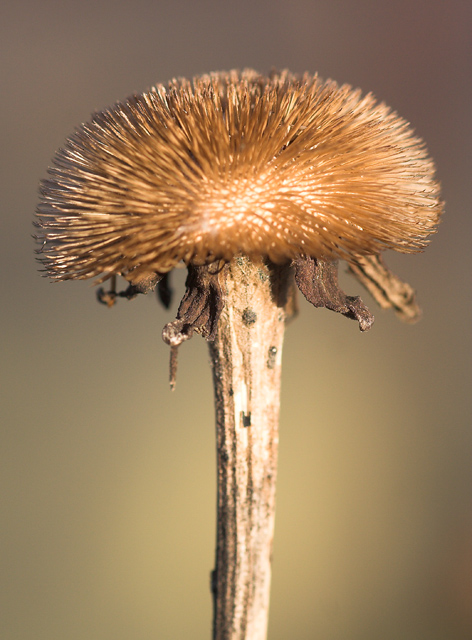Coltsfoot.jpg