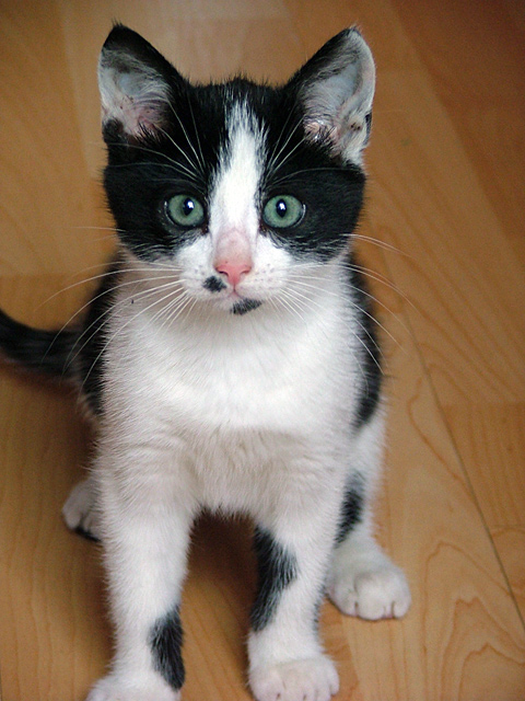 Timmy-640-X-480.jpg