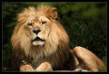 lion2.jpg