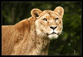 lioness.jpg