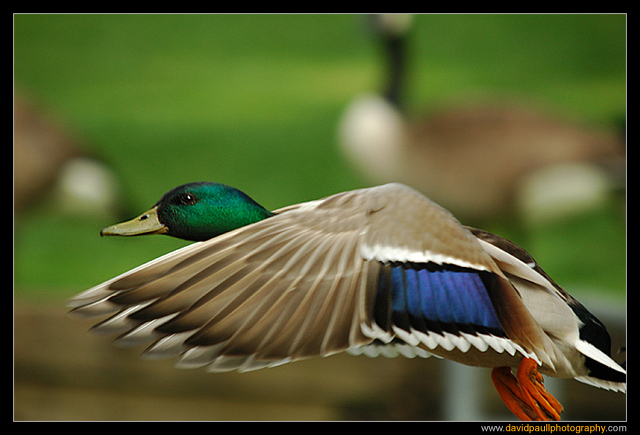 duckfly.jpg