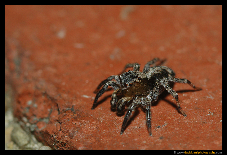 Jumping Spider