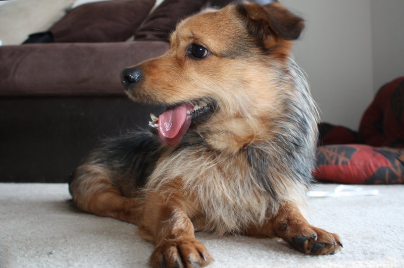 Milo