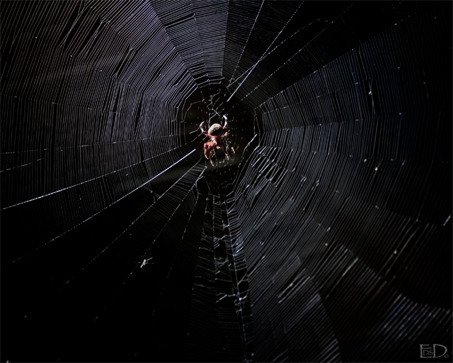 NiteSpider_2865.jpg