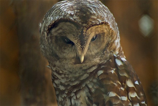 Owl_2222.jpg