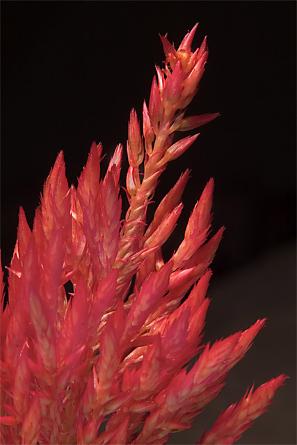 Fire_2573.jpg