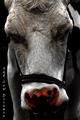 Sad Cow Disease