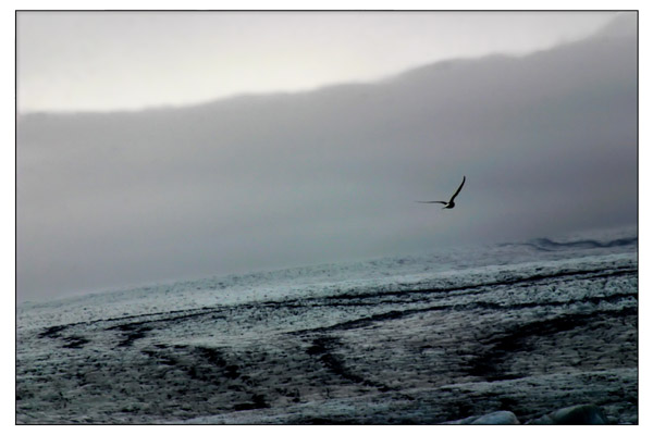 Bluebird