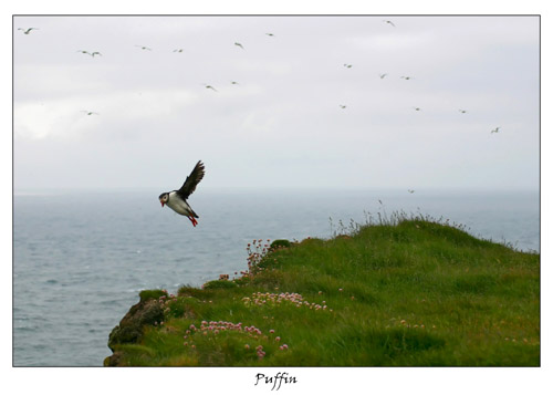 Puffin