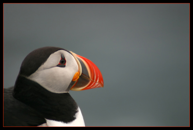 Puffin profile