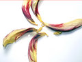 Pinwheel