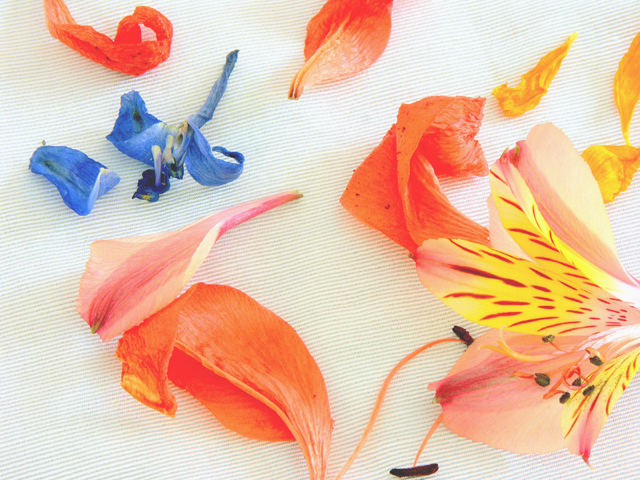 Painted Leaves