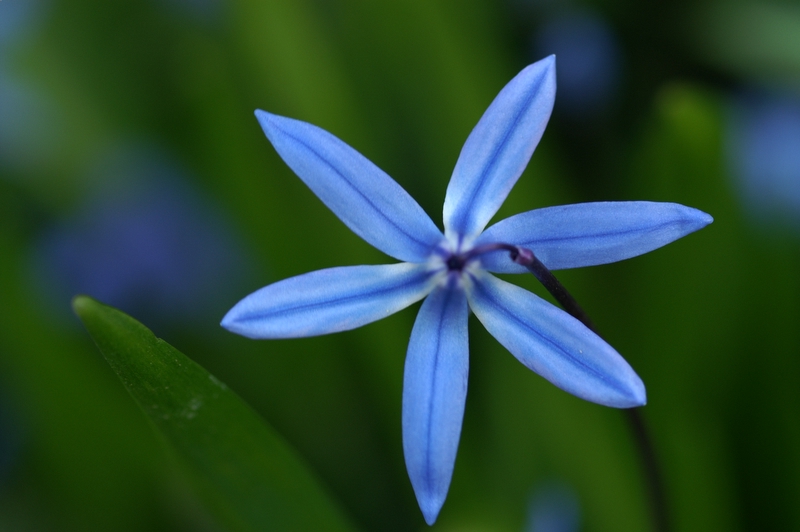 Blue Star
