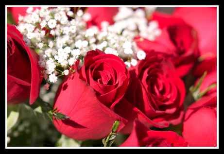 Roses