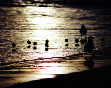 Bird Family