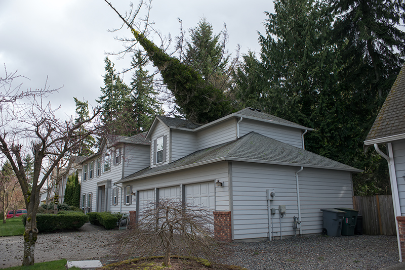 Dead tree falls on my house