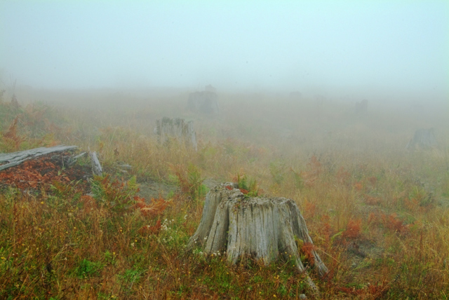 tree-graveyard.jpg