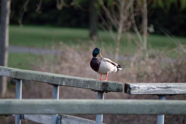 Duck F/3.3