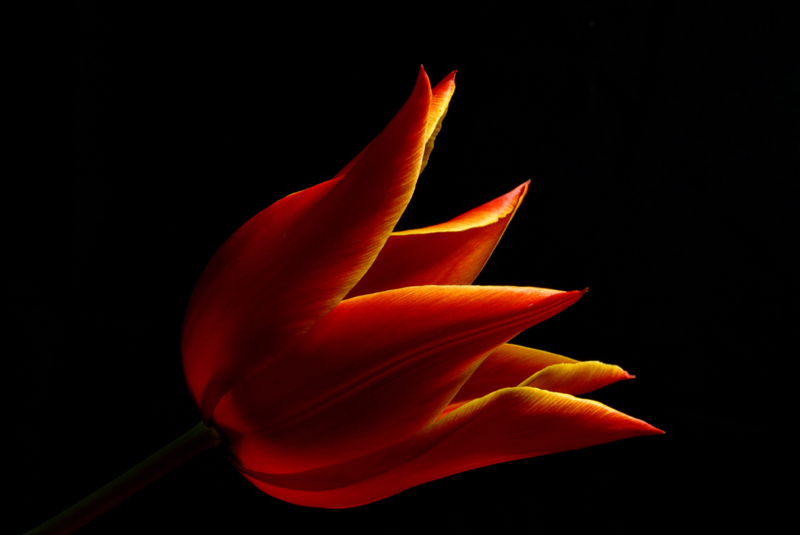 Tulip