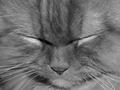 My cat